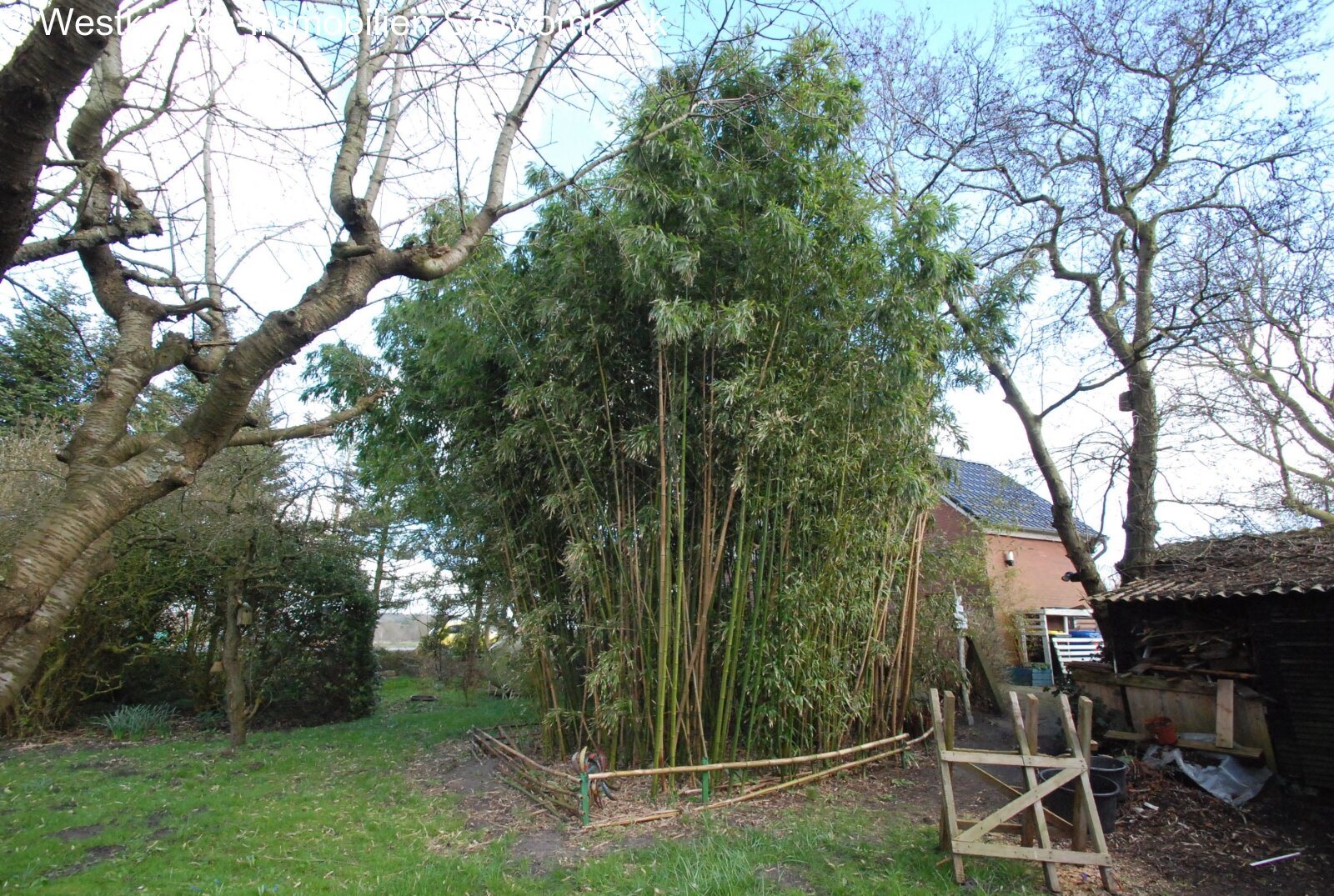 Garten mit Bambus