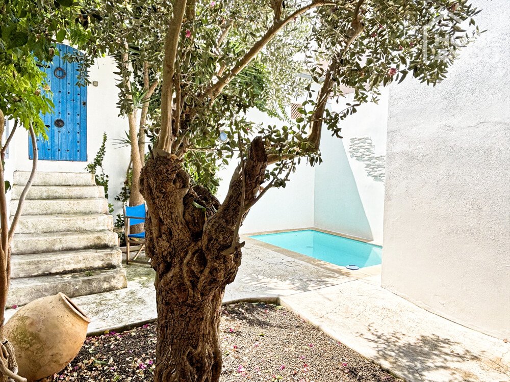 Olivenbaum Olivenbaum