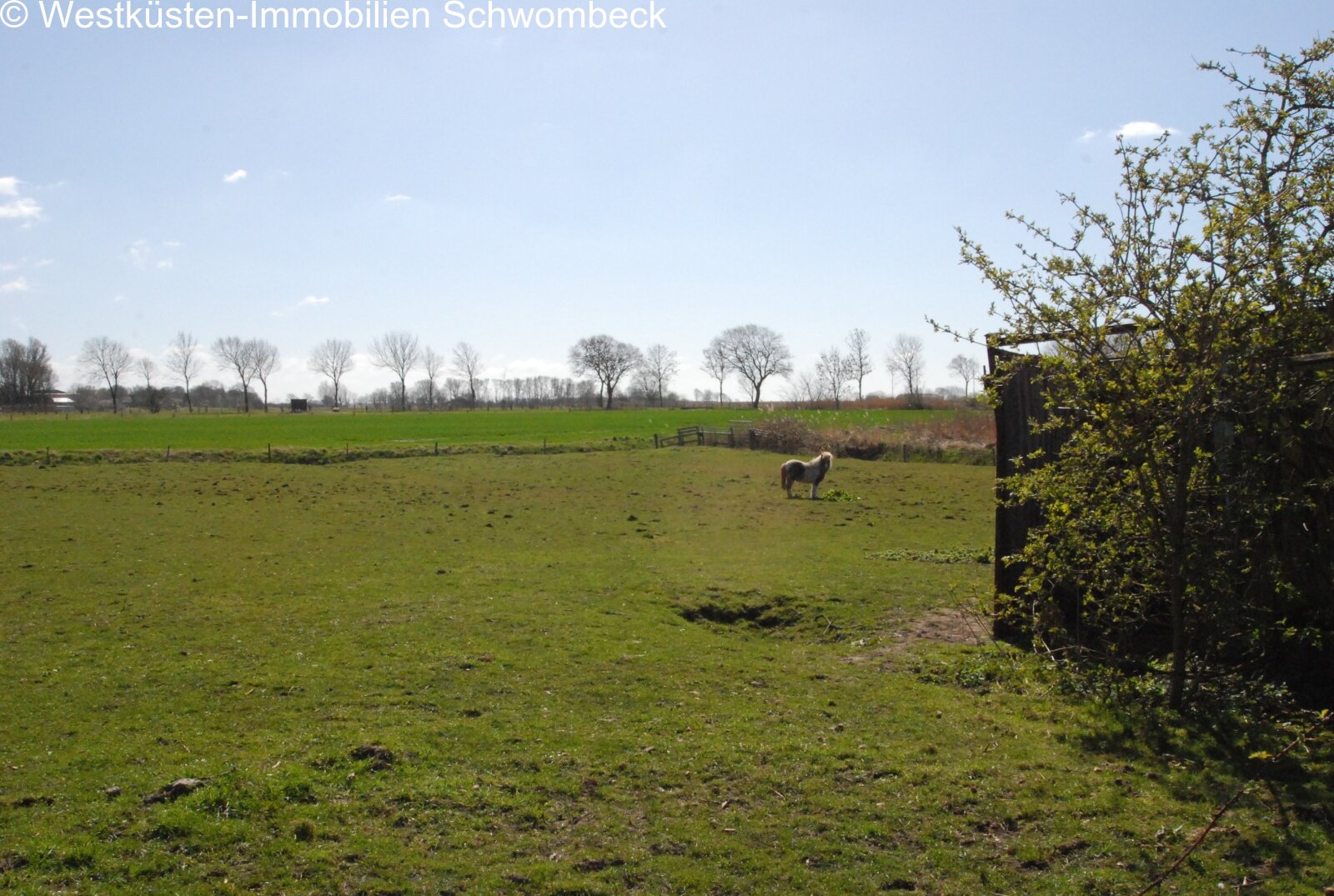 Weitläufiges Weideland mit naturbelassener Parklandschaft und Baumkulisse Weitläufiges Weideland mit naturbelassener Parklandschaft und Baumkulisse