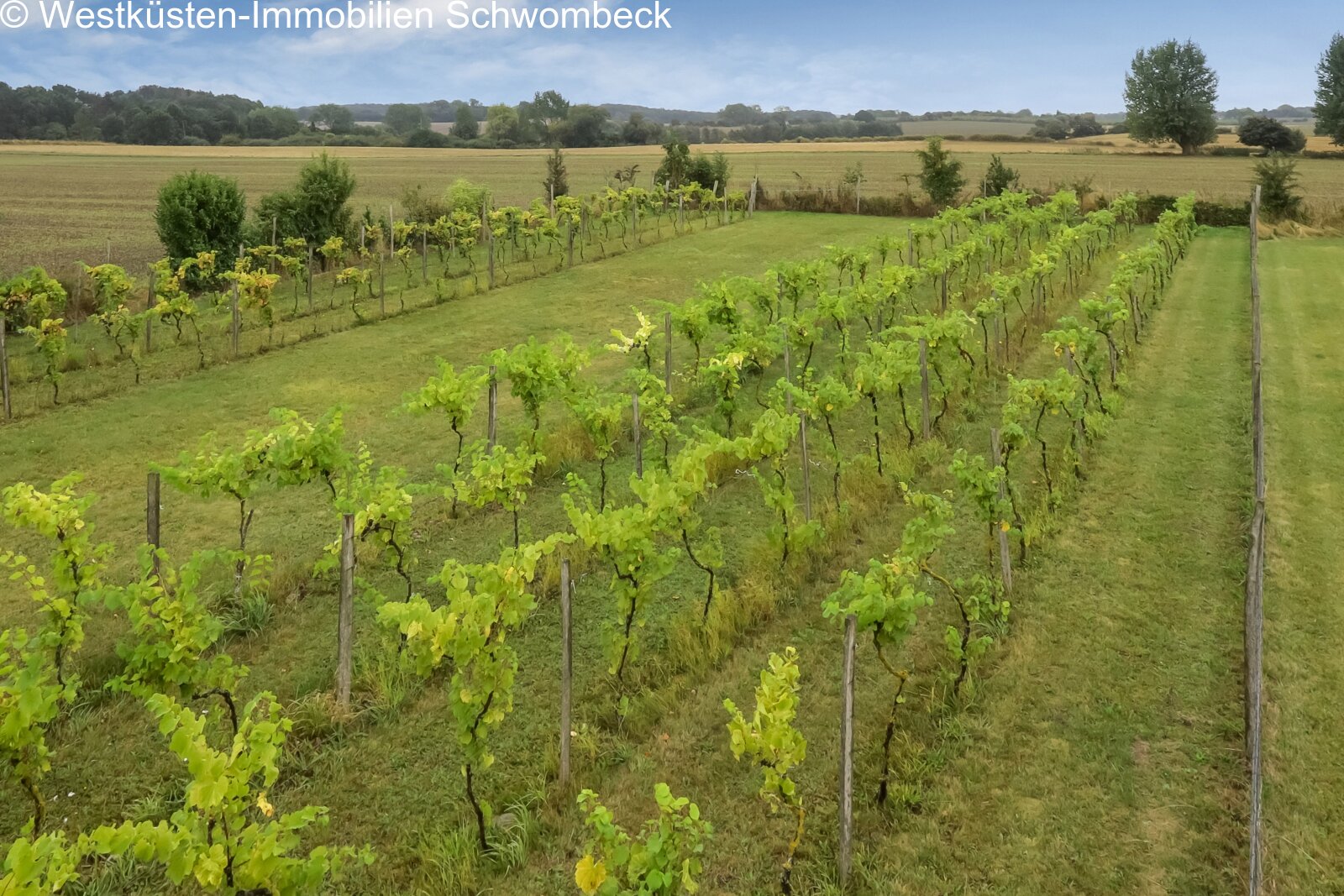 Etablierter Weinberg mit ausgedehnten Rebflächen und reizvollen Landschaftsblicken Etablierter Weinberg mit ausgedehnten Rebflächen und reizvollen Landschaftsblicken